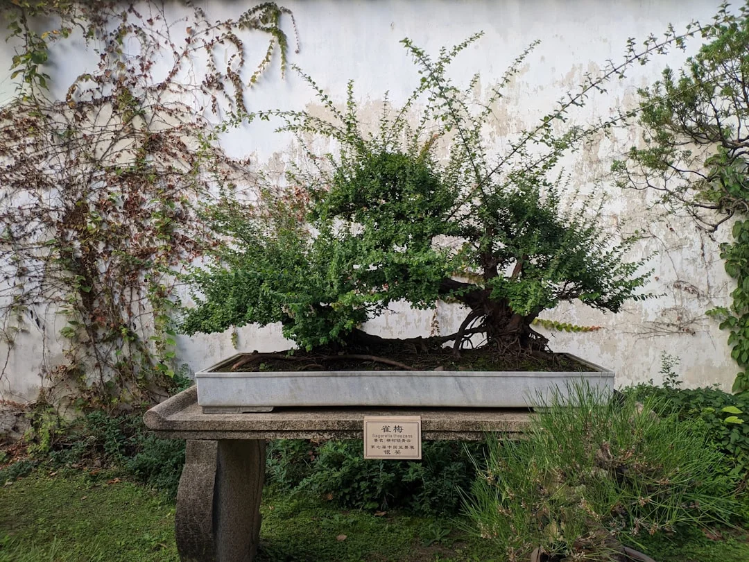 Bazi Can Bazi Help Improve Major Life Decisions? chinese metaphysics illustration zen style