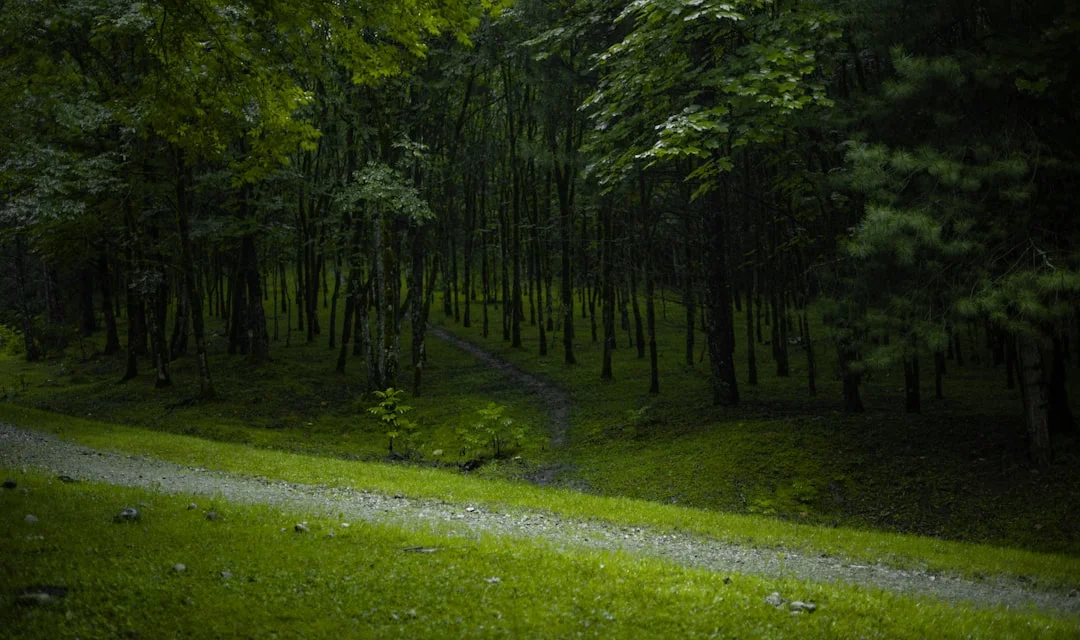 Luck Cycles Personal Growth Can Luck Cycles Influence Personal Growth? chinese metaphysics illustration zen style