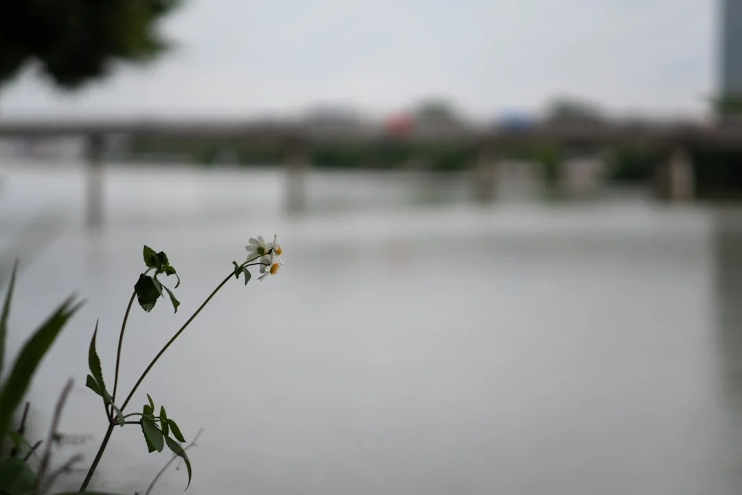 Fortaleza Emocional Bazi Desbloqueando la Fortaleza Emocional con Bazi: Una Guía chinese metaphysics illustration zen style