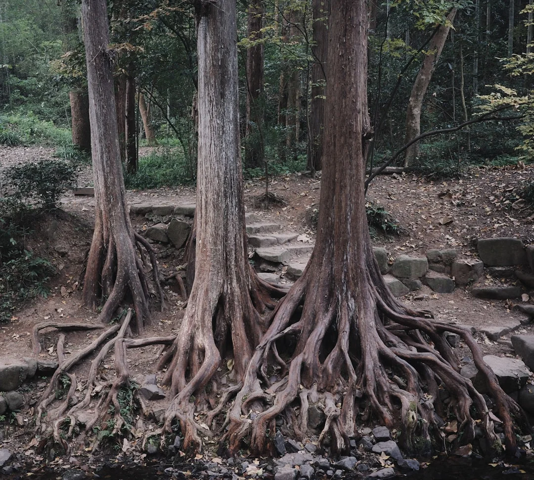 Bazi potential How Can Bazi Reveal Long-Term Potential? chinese metaphysics illustration zen style