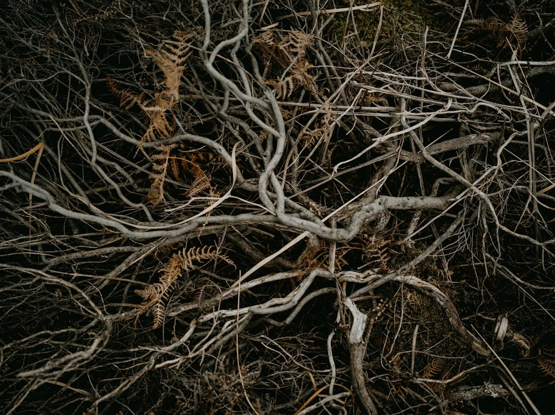 Ciclos de fortaleza personal Desbloquea la fortaleza personal con los ciclos de Bazi chinese metaphysics illustration zen style