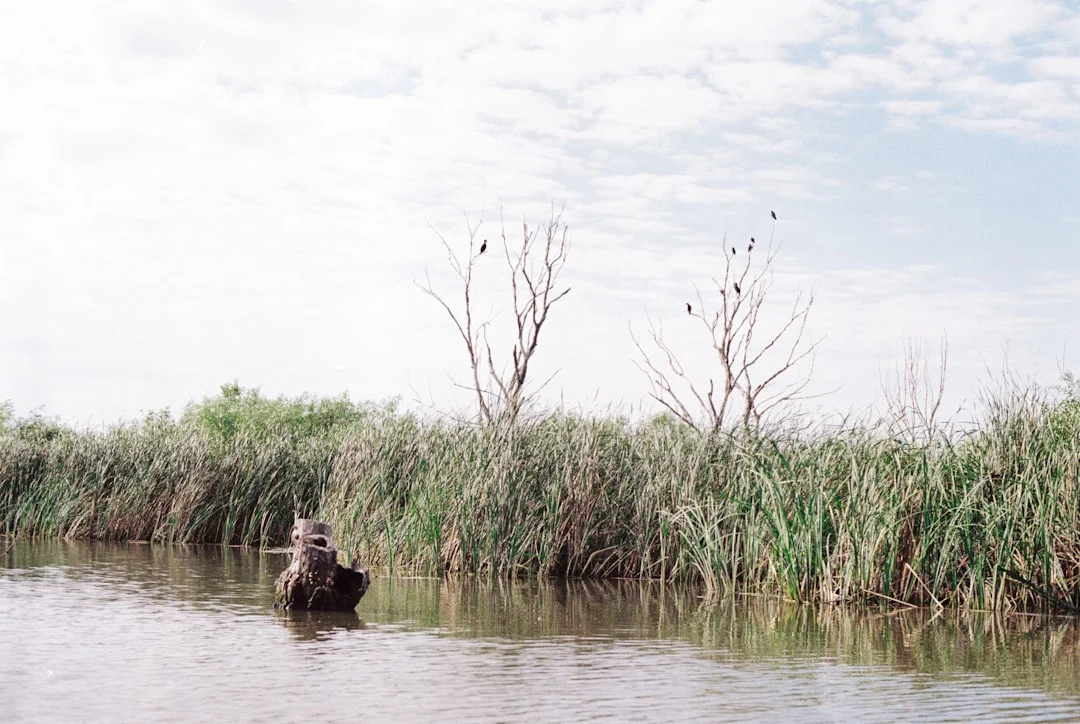 Ciclos de los Elementos Dirección de la Vida ¿Cómo los Ciclos de los Elementos influyen en la dirección y el destino de la vida chinese metaphysics illustration abstract energy
