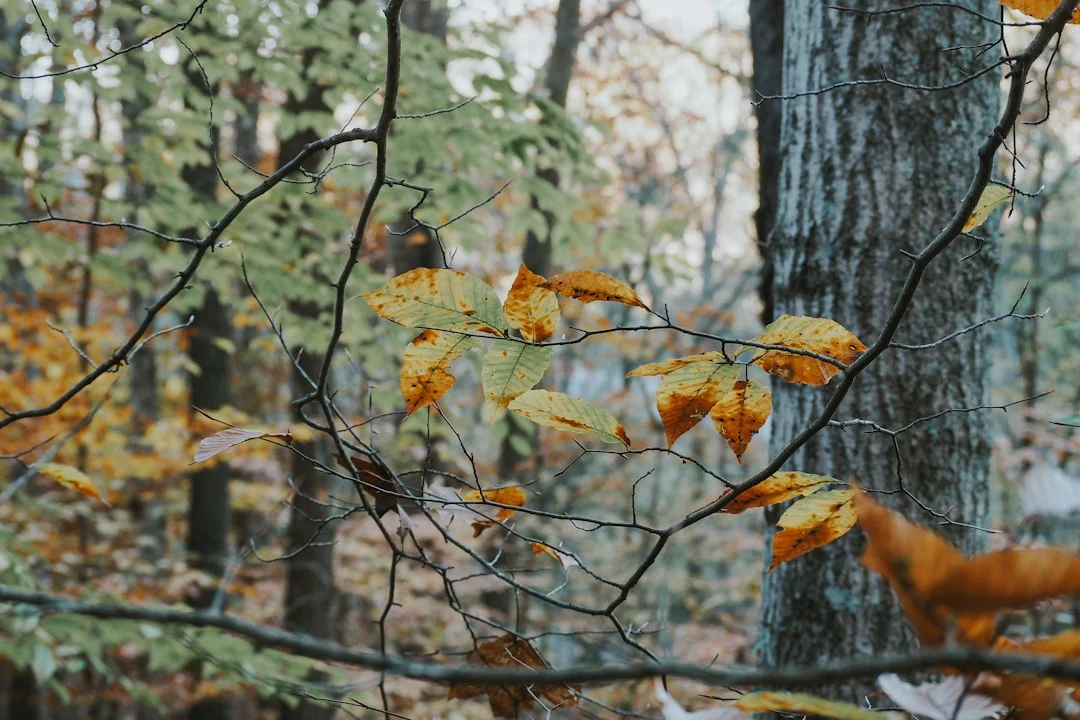 Ciclos de Suerte Alinear con tus Ciclos de Suerte: Desbloquear el Éxito chinese metaphysics illustration zen style