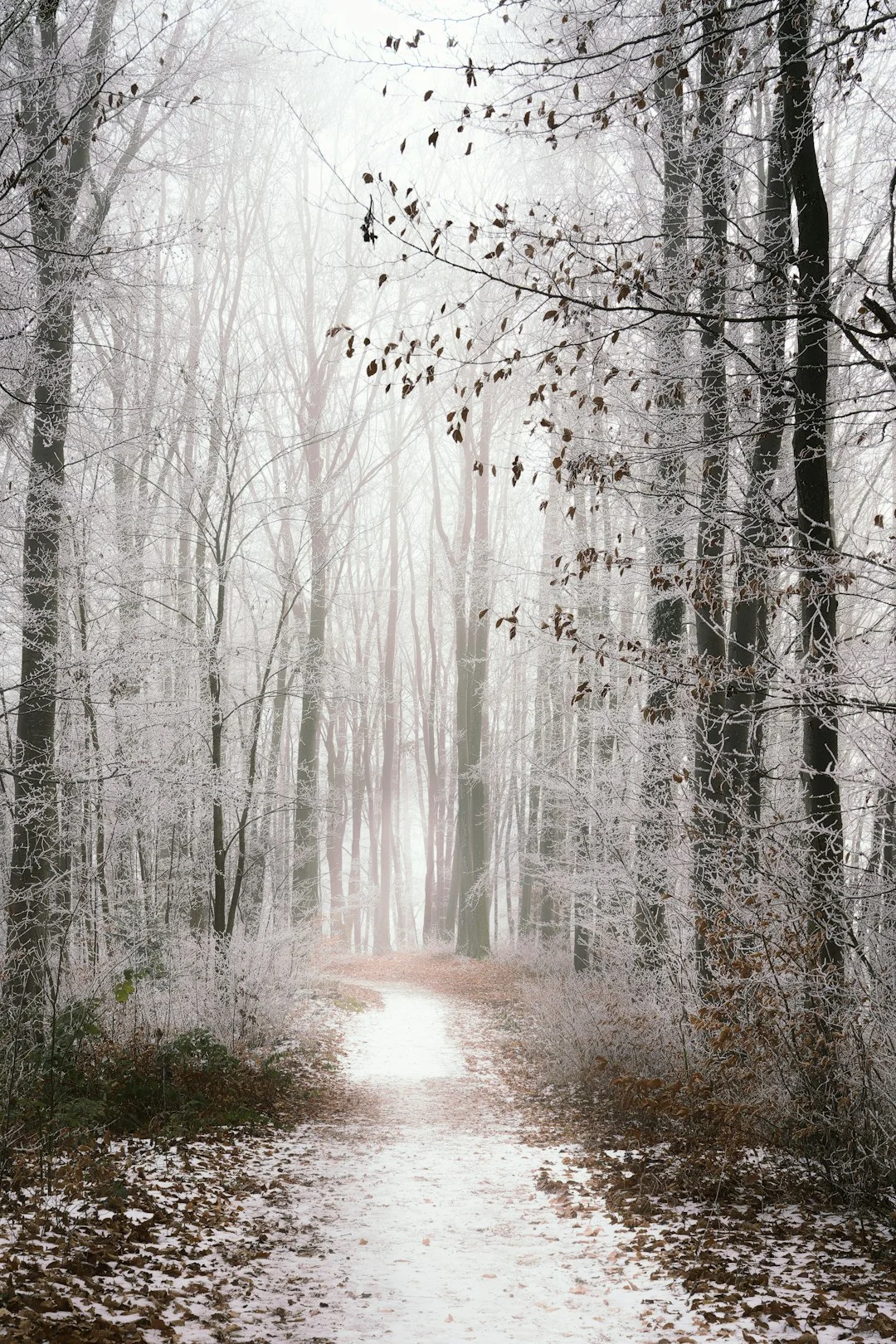 elementos y reacciones emocionales Descubriendo las reacciones emocionales: El papel de los elementos chinese metaphysics illustration zen style