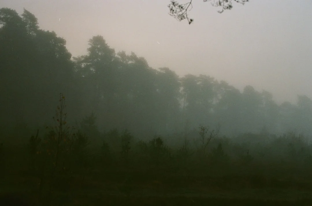 pilares de la suerte oportunidades financieras Cómo los pilares de la suerte impactan las oportunidades financieras en la vida chinese metaphysics illustration zen style