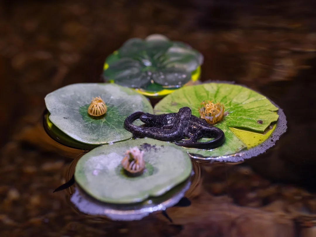 pilares de la suerte oportunidades financieras Cómo los pilares de la suerte impactan las oportunidades financieras en la vida chinese metaphysics illustration abstract energy