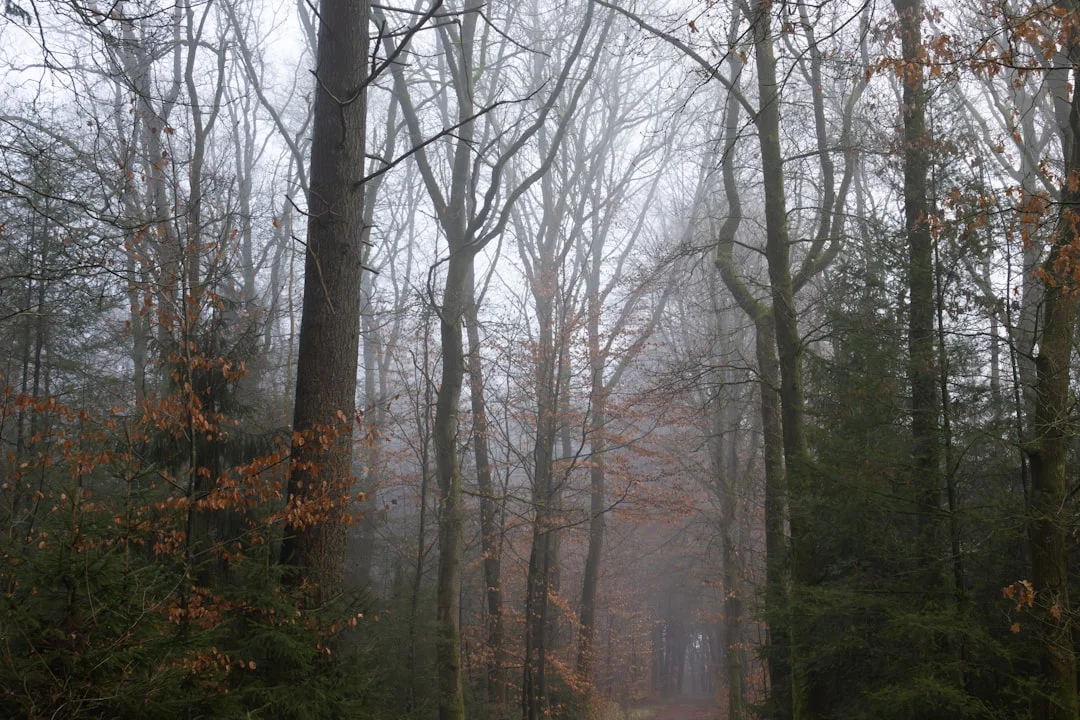 Luck Pillars Personal Development How Do Luck Pillars Reveal Personal Development? chinese metaphysics illustration zen style