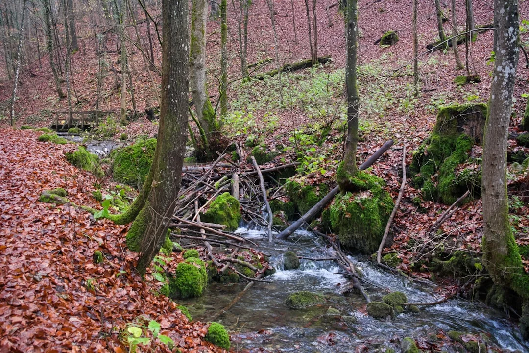 Tipos de personalidad Bazi Tipos de personalidad Bazi: Explicando las características introvertidas y extrovertidas chinese metaphysics illustration abstract energy