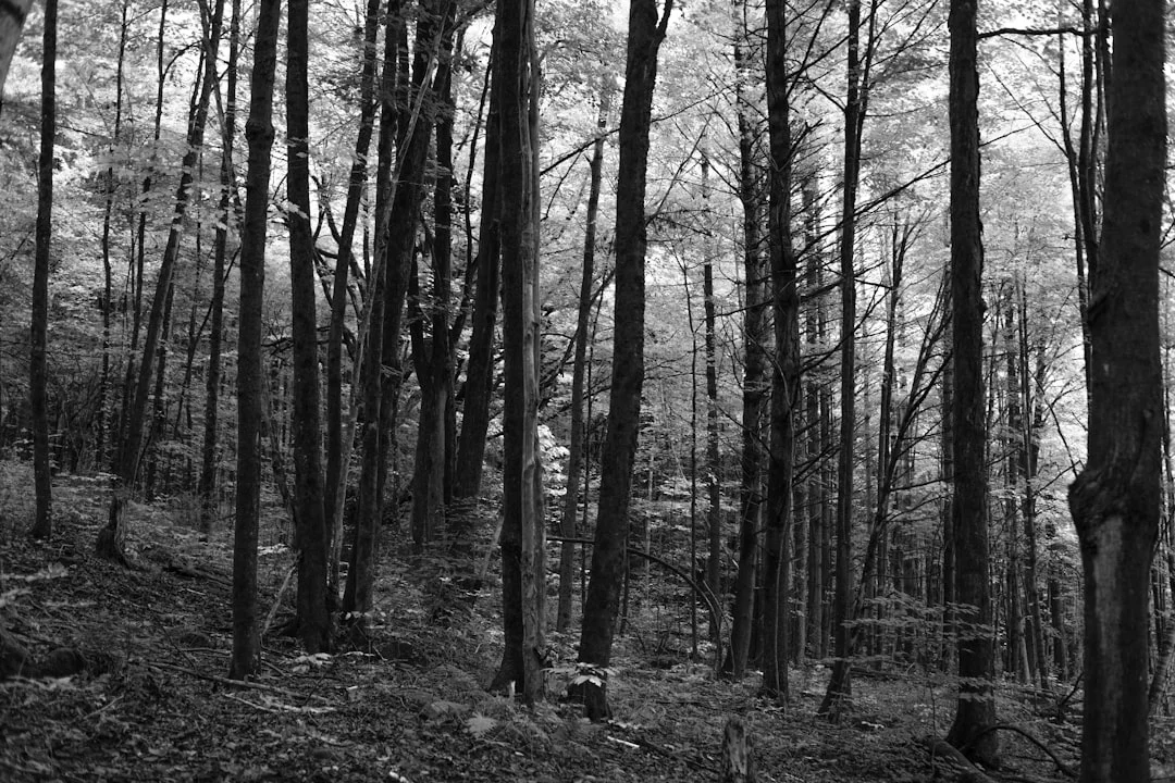 Bazi Communication Style How Does Bazi Reveal Communication Style? chinese metaphysics illustration abstract energy