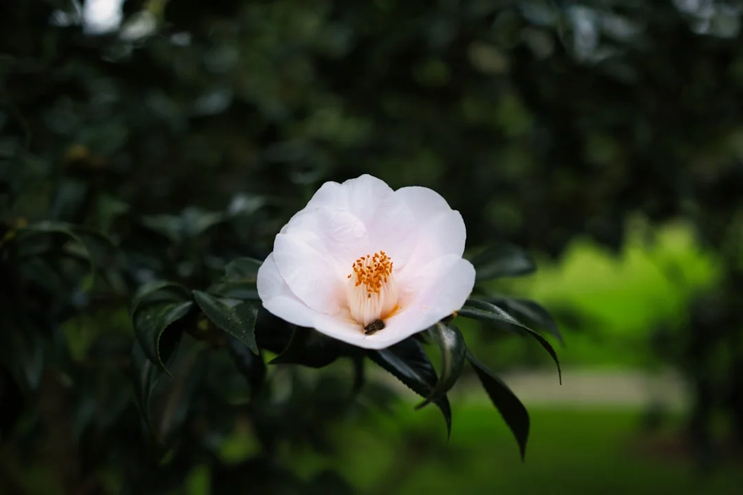 Bazi personal evolution How Does Bazi Reveal Personal Evolution? chinese metaphysics illustration abstract energy