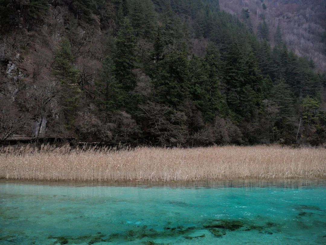 Perspectivas de Bazi Desbloquea el crecimiento personal con las perspectivas de Bazi chinese metaphysics illustration zen style