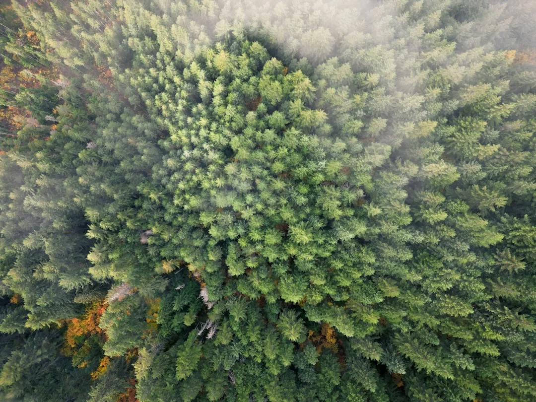 Perspectivas de Bazi Desbloquea el crecimiento personal con las perspectivas de Bazi chinese metaphysics illustration abstract energy