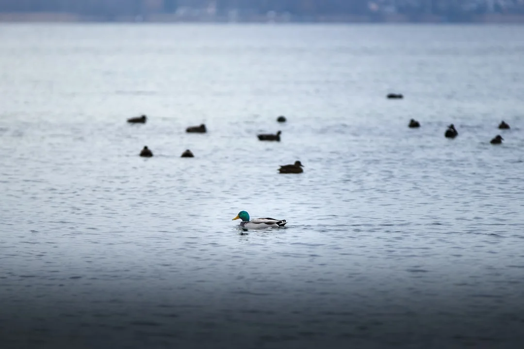 Perspectiva de Bazi Desbloquea el planificación a largo plazo con la perspectiva de Bazi chinese metaphysics illustration abstract energy