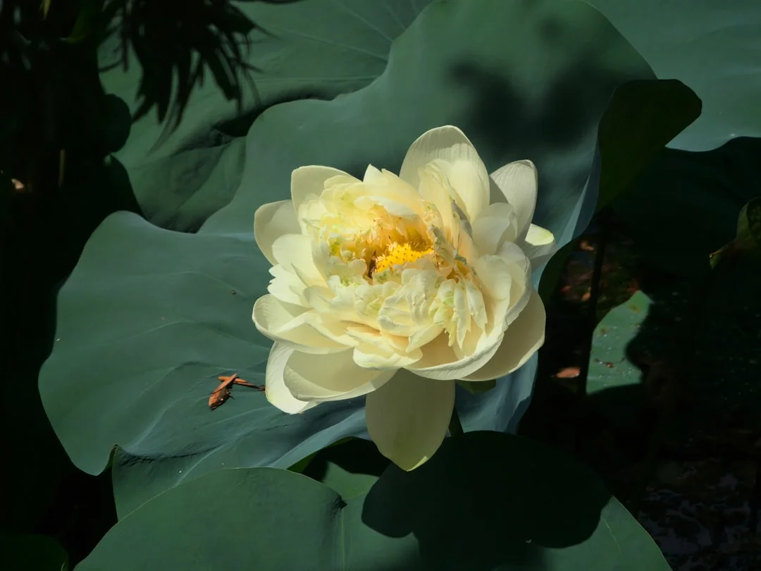 dirección de vida Bazi ¿Cuáles son los signos de Bazi que indican una fuerte dirección de vida? chinese metaphysics illustration zen style