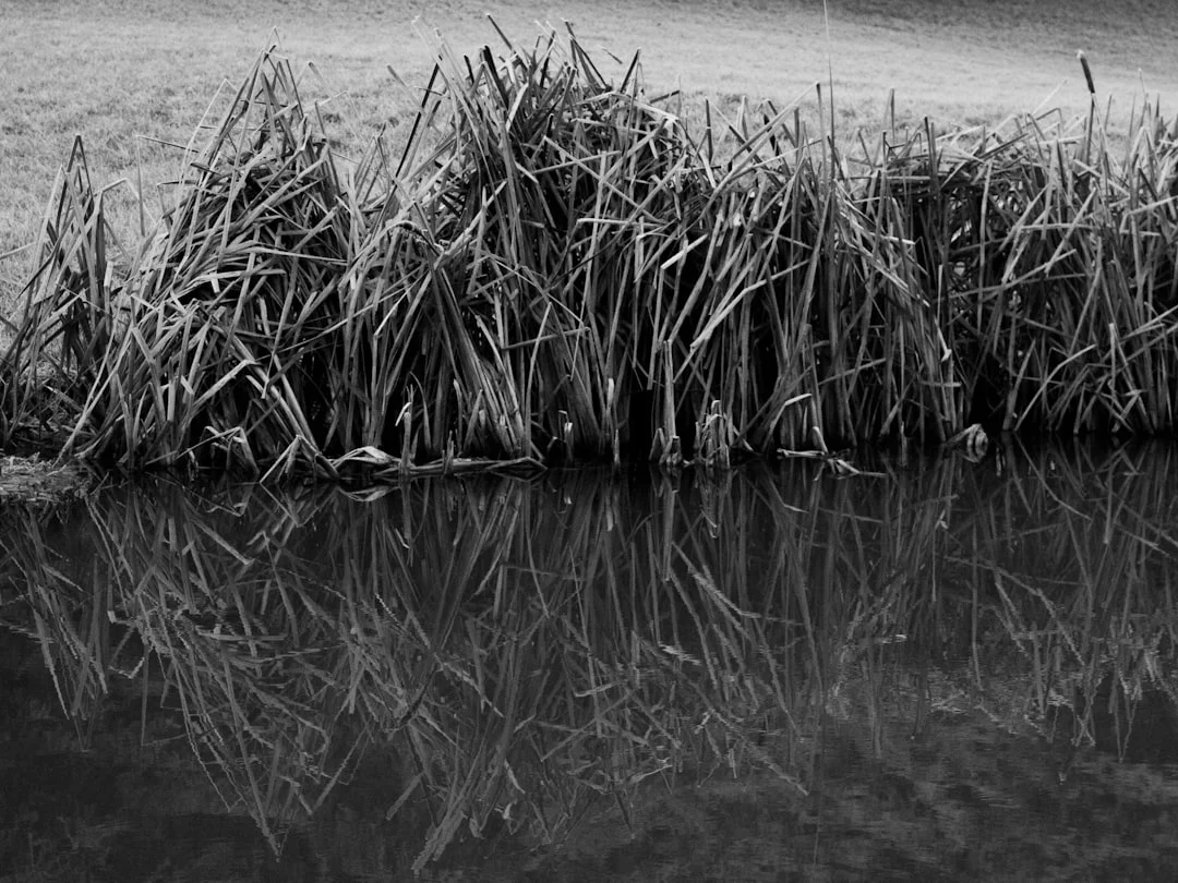 Bazi signs stable life path What Bazi Signs Suggest a Stable Life Path? chinese metaphysics illustration zen style