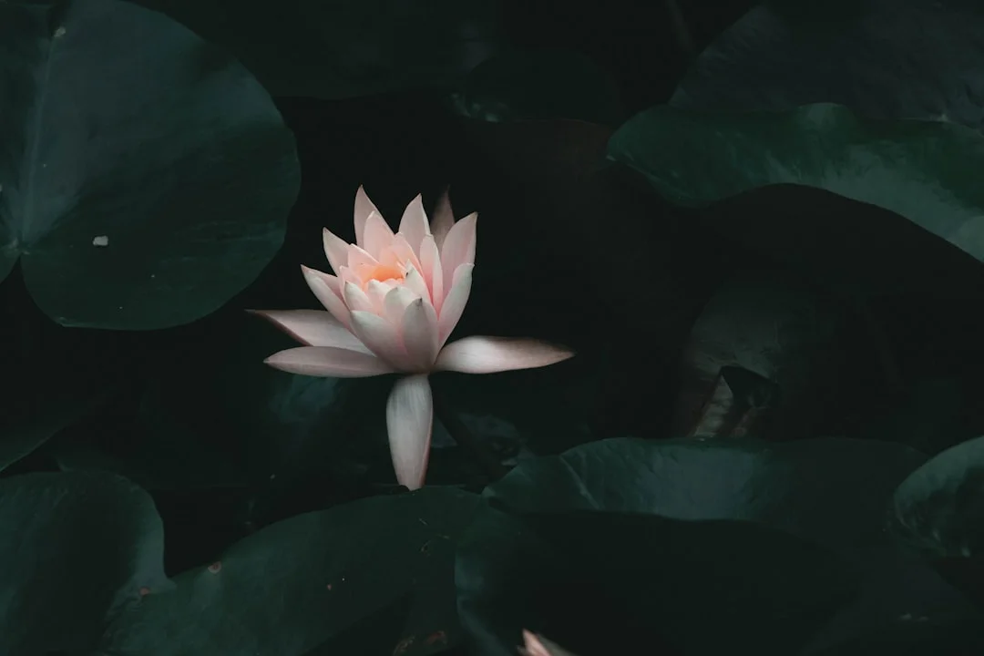 Características Bazi para Identificar Fidelidad en Amor Características Bazi para Identificar Fidelidad en Relaciones de Amor chinese metaphysics illustration zen style