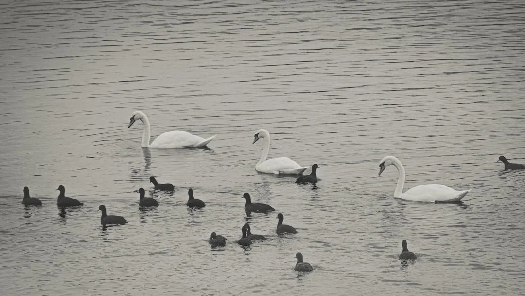 Características Bazi para Identificar Fidelidad en Amor Características Bazi para Identificar Fidelidad en Relaciones de Amor chinese metaphysics illustration abstract energy