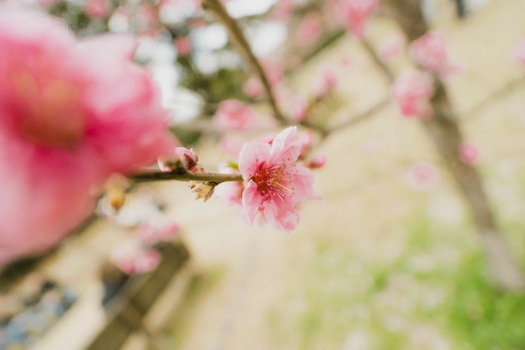 Natural Optimism Why Are Some People Naturally Optimistic? chinese metaphysics illustration zen style