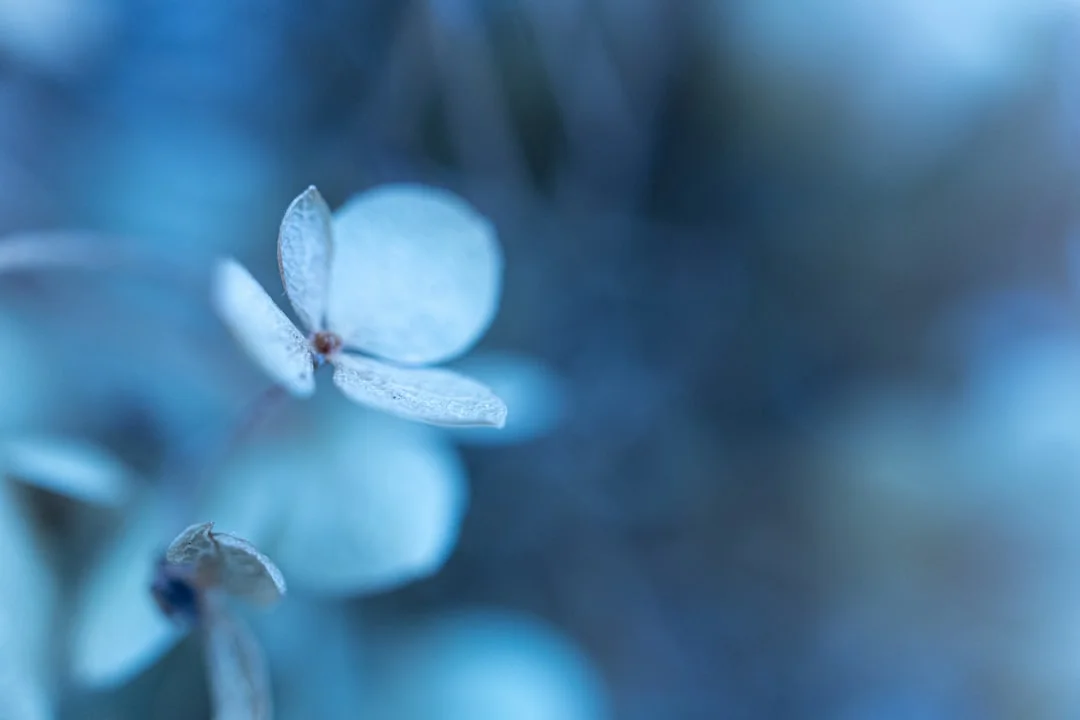 calm personalities in Bazi charts Why Do Some Charts Indicate Calm Personalities? chinese metaphysics illustration zen style