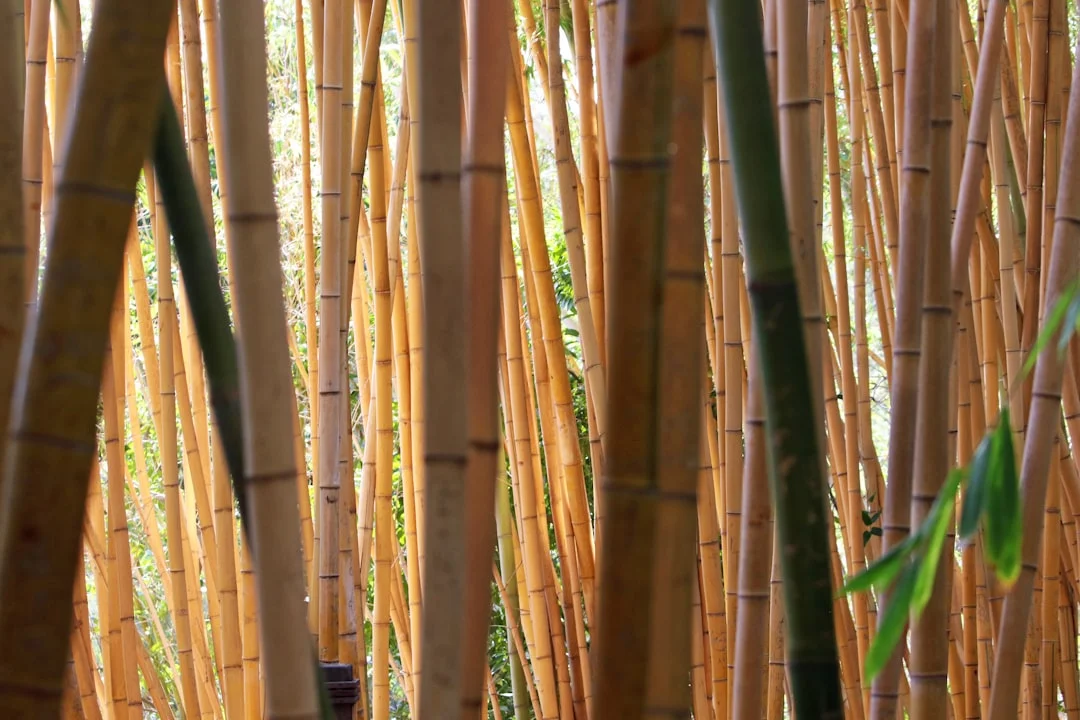 Períodos de Vida Entendiendo los Períodos de Vida: Por qué Algunos Se Sienten Más Fáciles Que Otros chinese metaphysics illustration zen style