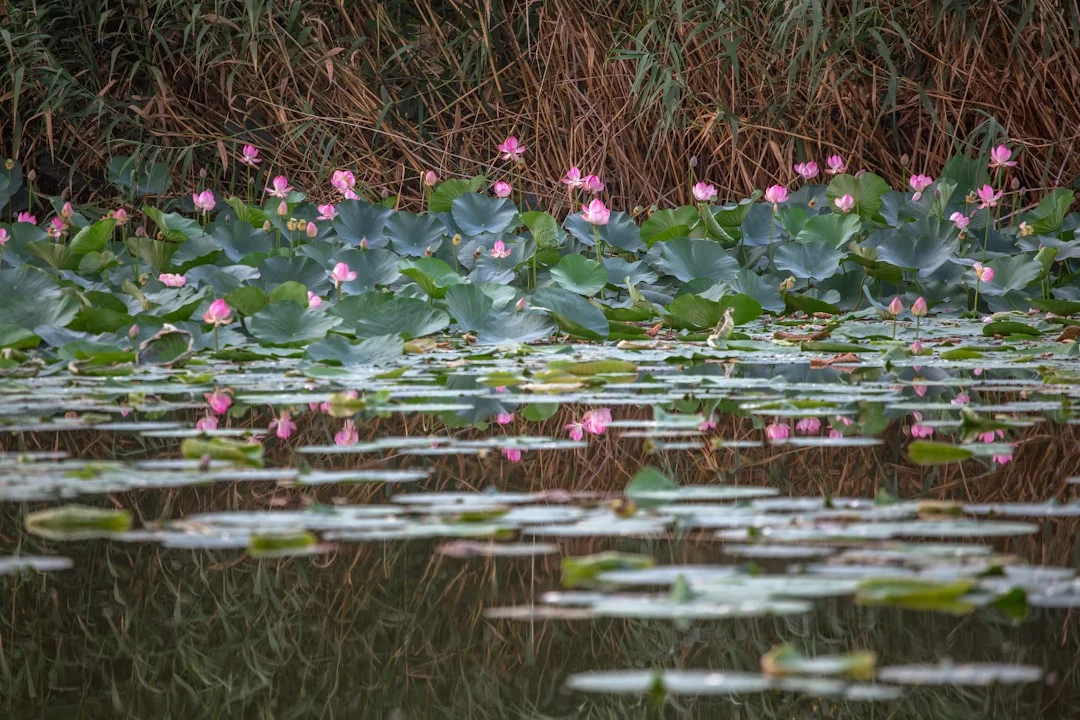 Sense of Destiny Why Do Some People Feel a Strong Sense of Destiny? chinese metaphysics illustration zen style