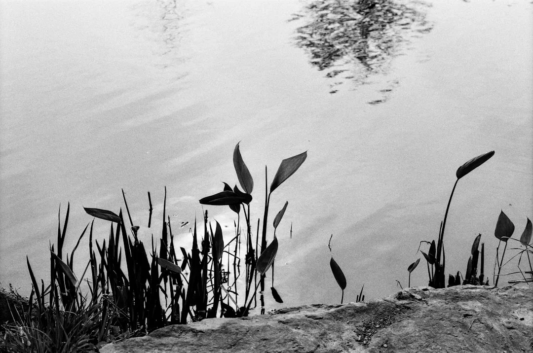 resiliencia al estrés ¿Por qué algunas personas manejan el estrés mejor que otras? chinese metaphysics illustration zen style