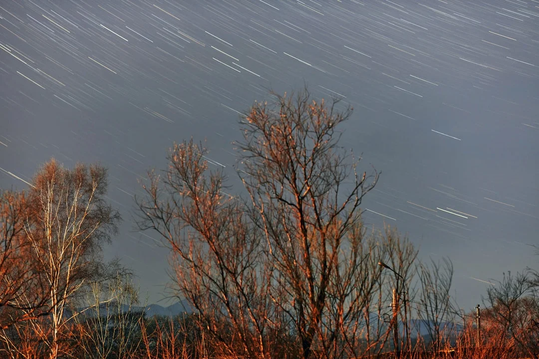 Soñar con un Bosque Significado de Soñar con un Bosque: Desbloquea el Subconsciente chinese metaphysics illustration zen style