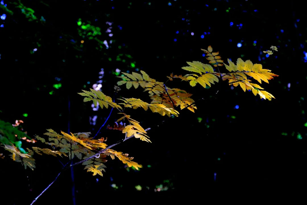 Soñar con ángeles ¿Qué significa soñar con ángeles? chinese metaphysics illustration zen style