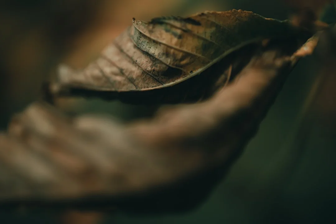 Dreams About Bears What Does It Mean to Dream About Bears? chinese metaphysics illustration zen style