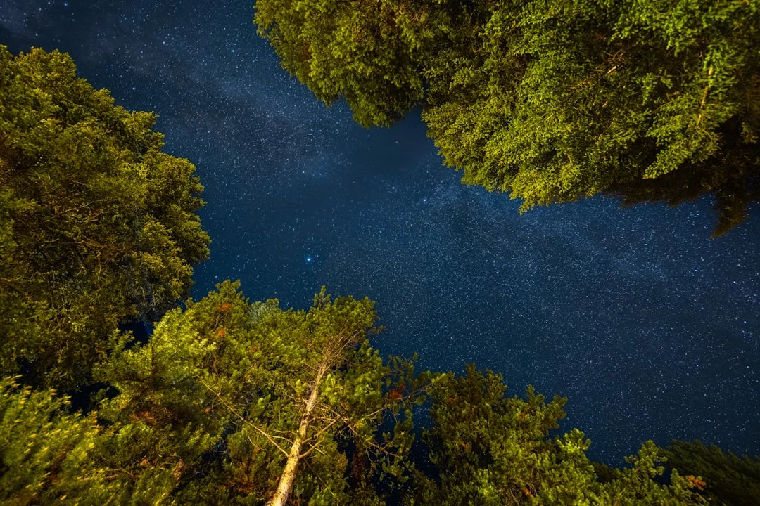 bear chase dream meaning What Does It Mean to Dream About Being Chased by a Bear? chinese metaphysics illustration abstract energy