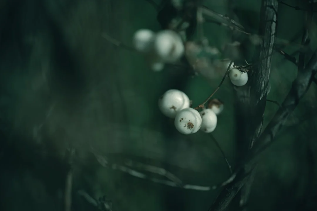 significado del sueño de oso negro Significado del Sueño de Oso Negro: Simbolismo e Interpretación chinese metaphysics illustration zen style