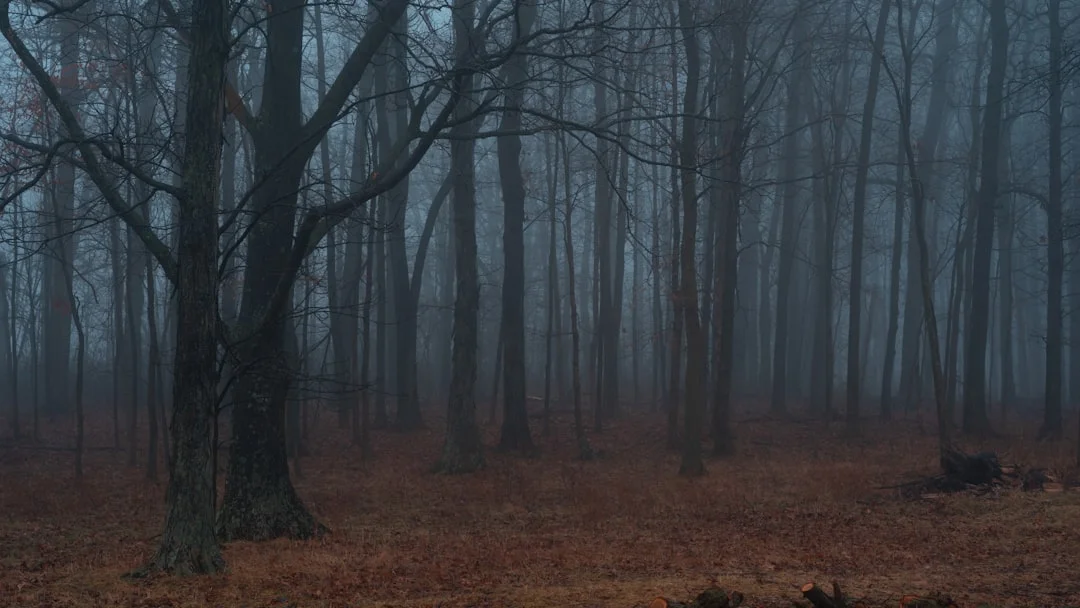 significado del sueño de oso negro Significado del Sueño de Oso Negro: Simbolismo e Interpretación chinese metaphysics illustration abstract energy