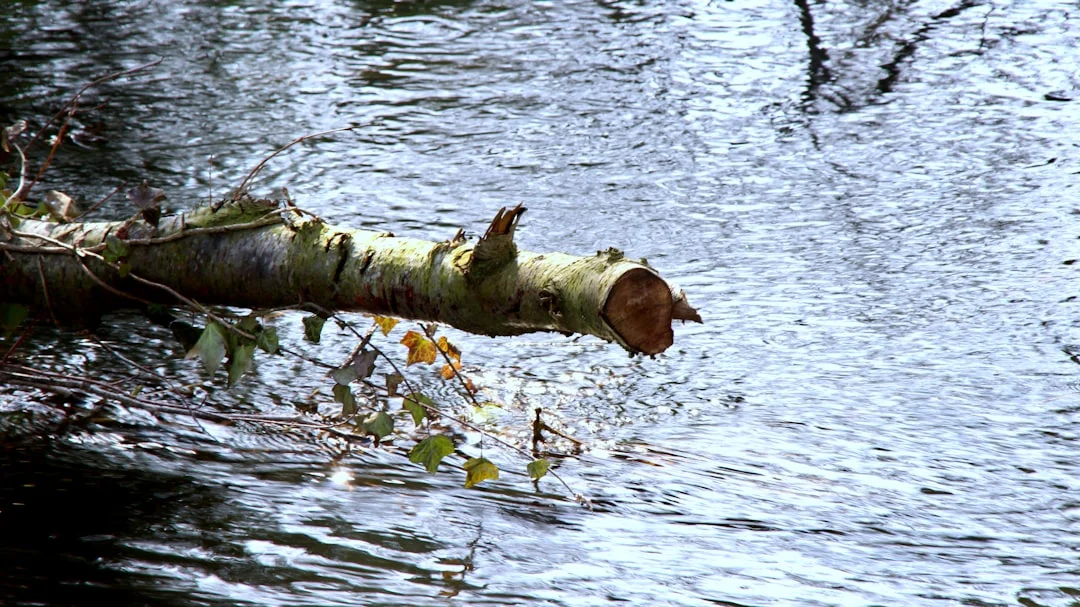 broken cars in dreams What Does It Mean to Dream About Broken Cars? chinese metaphysics illustration zen style