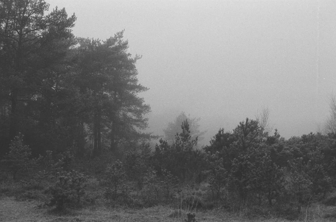 Significado del Sueño de Oso Pardo Significado del Sueño de Oso Pardo: Simbolismo e Interpretación chinese metaphysics illustration abstract energy