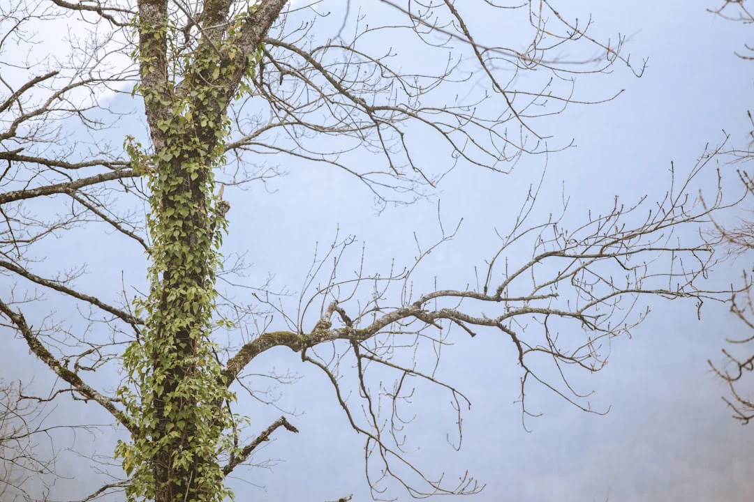 Soñar con gatos ¿Qué Significa Soñar con Gatos? chinese metaphysics illustration abstract energy