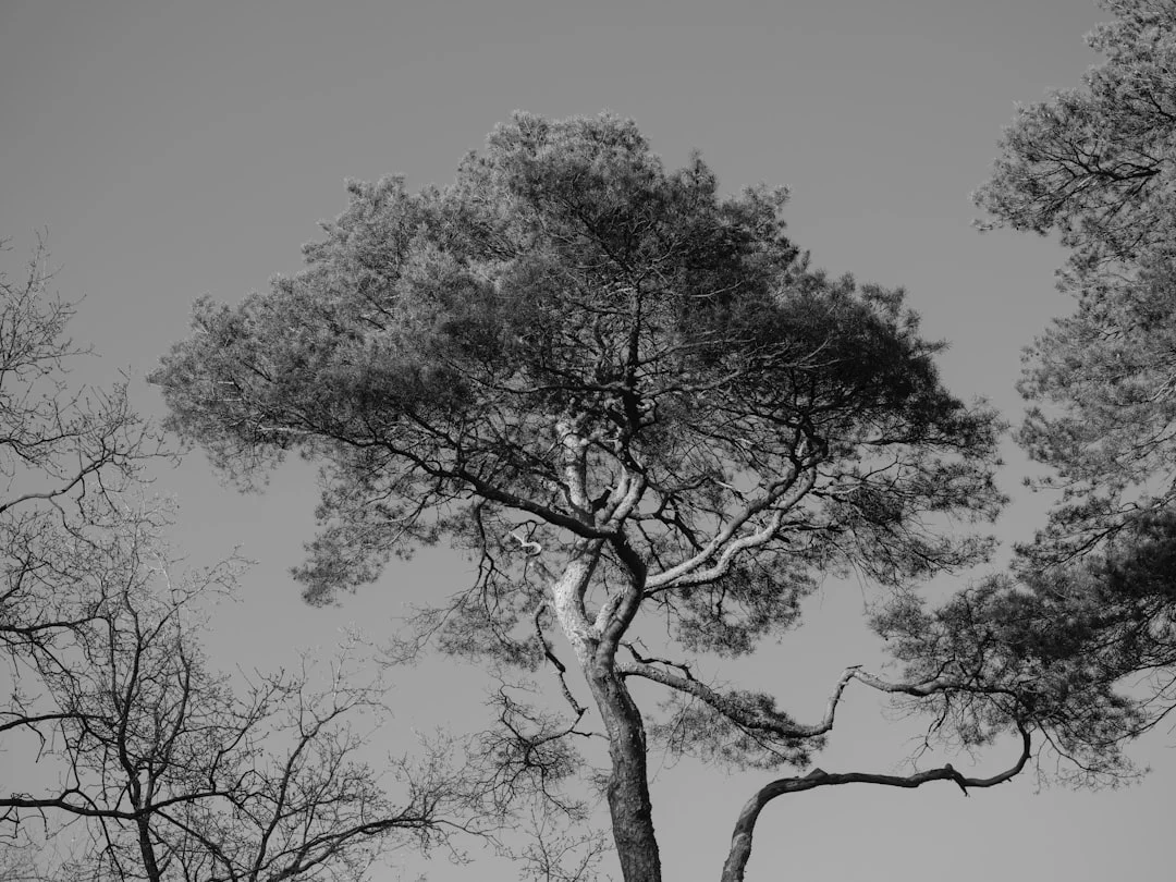 controlar sueños significado ¿Qué significa soñar con controlar tus sueños? chinese metaphysics illustration zen style