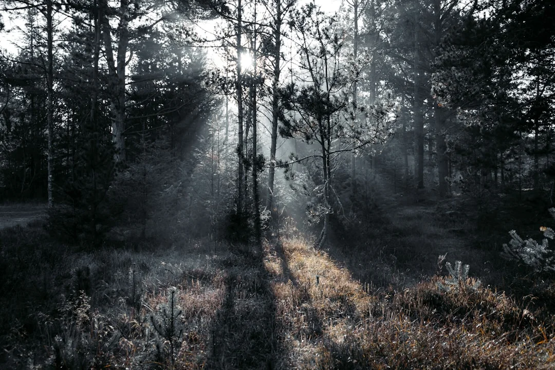 Sueño sobre bebés que lloran ¿Qué significa soñar con bebés que lloran? chinese metaphysics illustration zen style