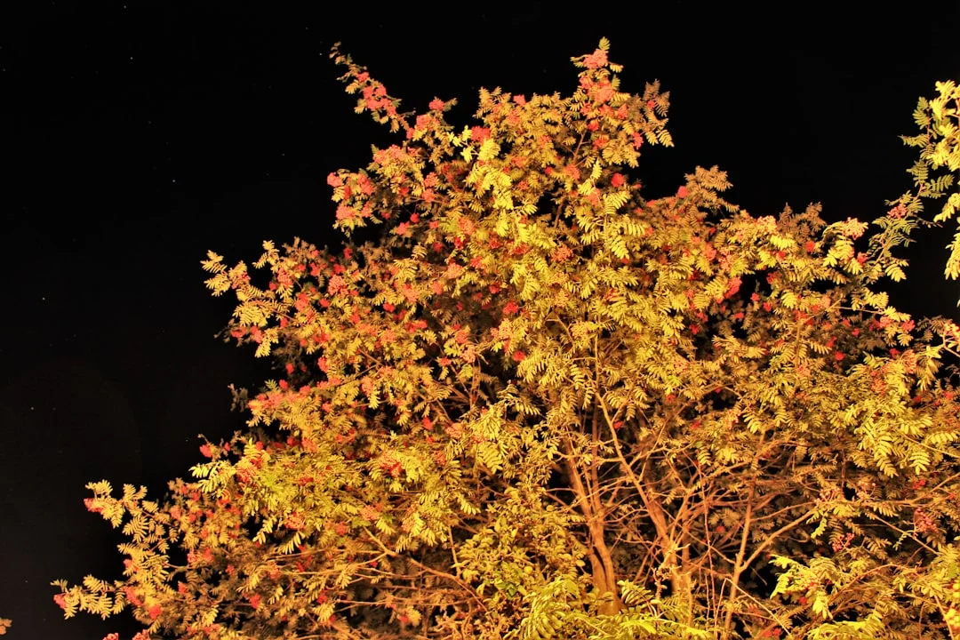 significado de soñar con la muerte ¿Qué significa soñar con la muerte? chinese metaphysics illustration zen style