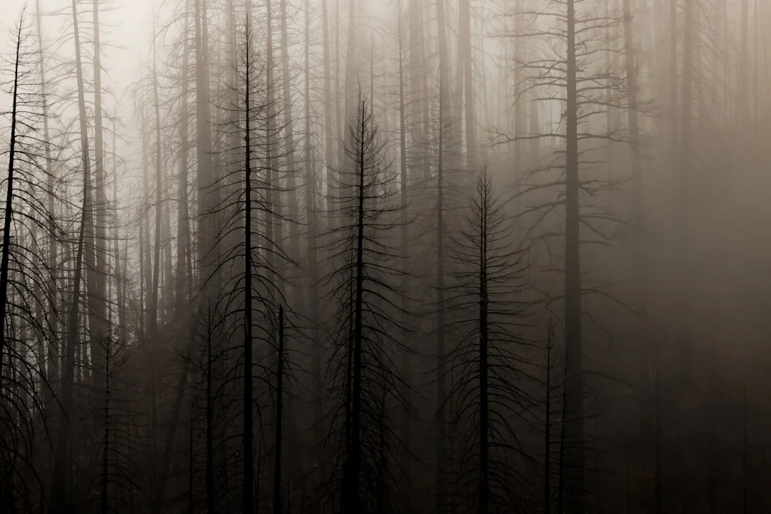 Sueños Sobre Destino Comprendiendo Sueños Sobre Destino: Significado y Interpretación chinese metaphysics illustration zen style