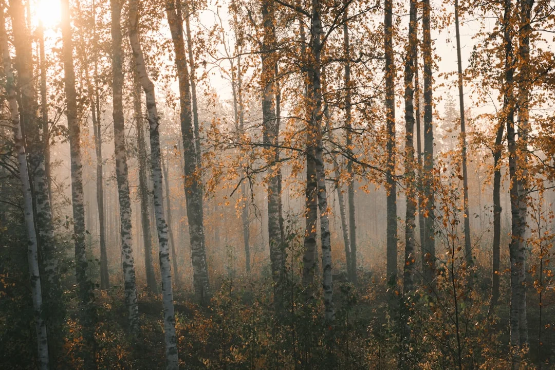 Soñar con escapar de un incendio ¿Qué significa soñar que se escapa de un incendio? chinese metaphysics illustration zen style