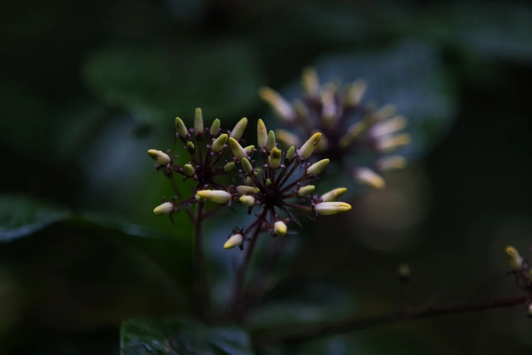 Significado de los sueños ¿Qué significa soñar con escapar del peligro? chinese metaphysics illustration zen style