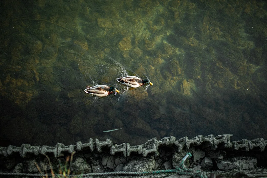 sueño de caer de un edificio significado Significado del Sueño de Caer de un Edificio: ¿Qué Significa? chinese metaphysics illustration zen style
