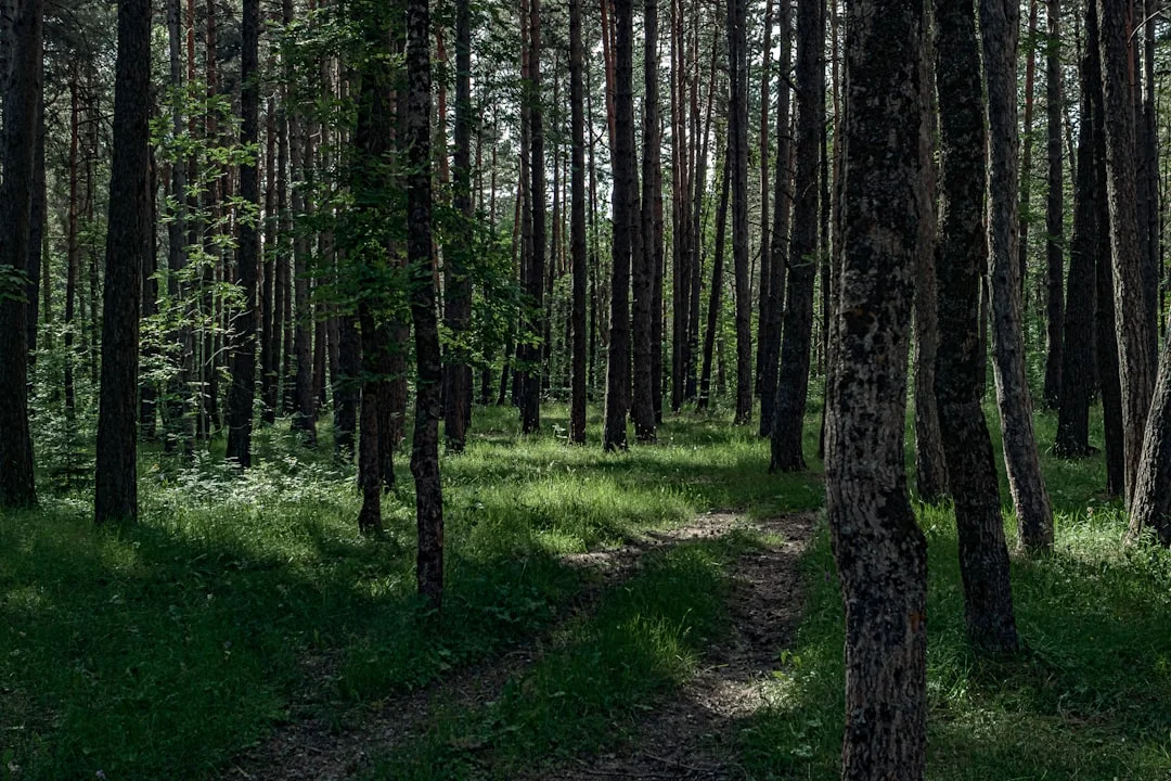 flying high in the sky dream meaning What Does It Mean to Dream About Flying High in the Sky? chinese metaphysics illustration zen style