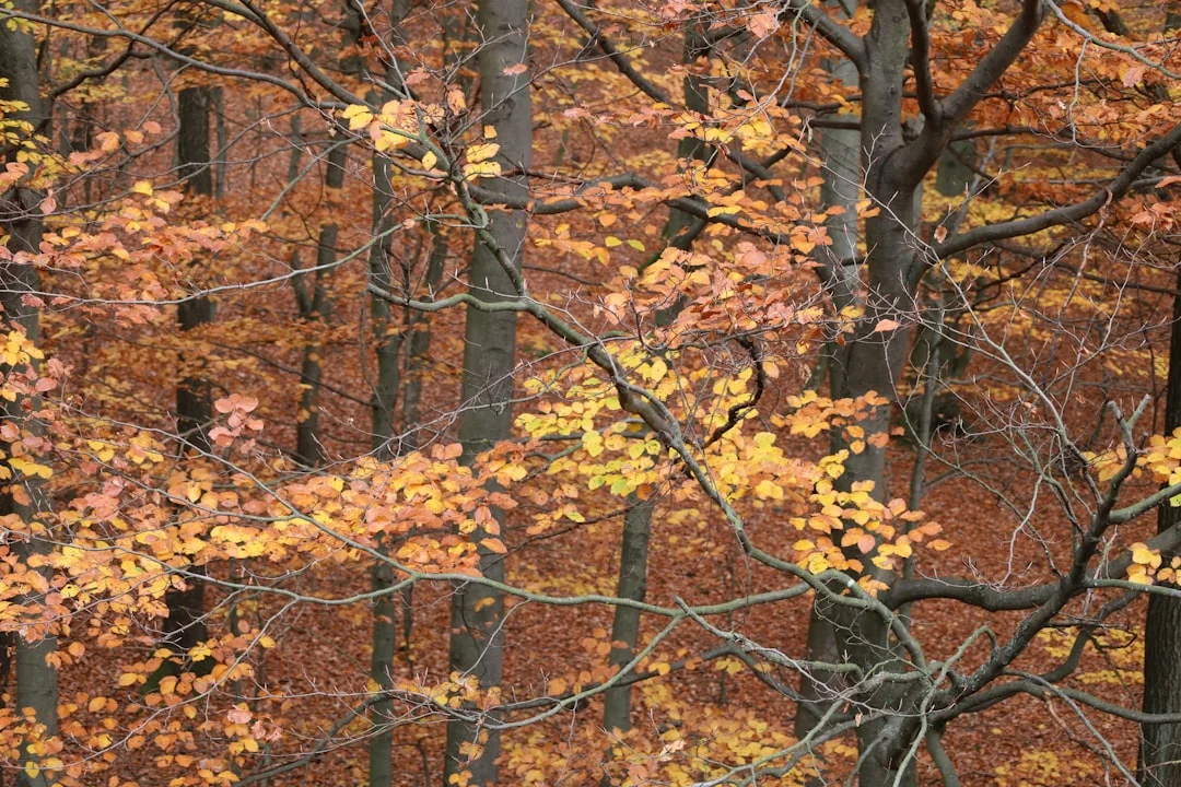 Soñar con zorros ¿Qué significa soñar con zorros? chinese metaphysics illustration zen style