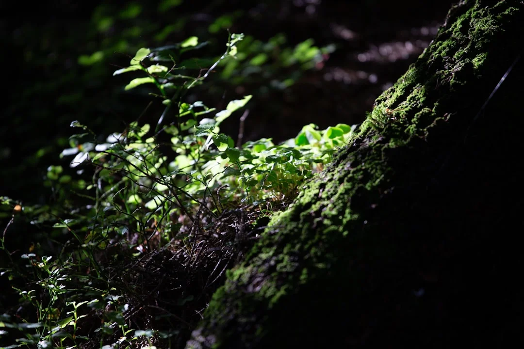 Soñar con zorros ¿Qué significa soñar con zorros? chinese metaphysics illustration abstract energy