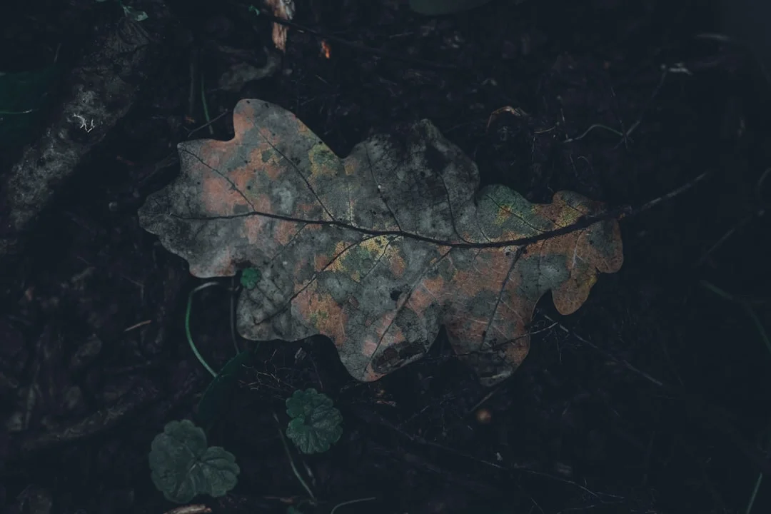 Soñar con osos amistosos ¿Qué significa soñar con osos amistosos? chinese metaphysics illustration abstract energy