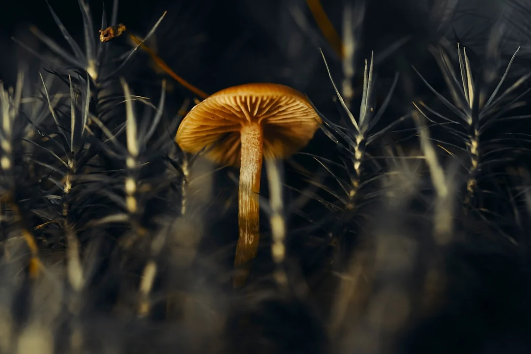 significado de los sapos en los sueños Significado de los Sapos en los Sueños chinese metaphysics illustration abstract energy