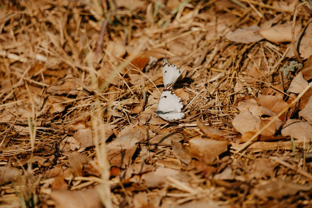 soñar con arañas gigantes ¿Qué significa soñar con arañas gigantes? chinese metaphysics illustration abstract energy