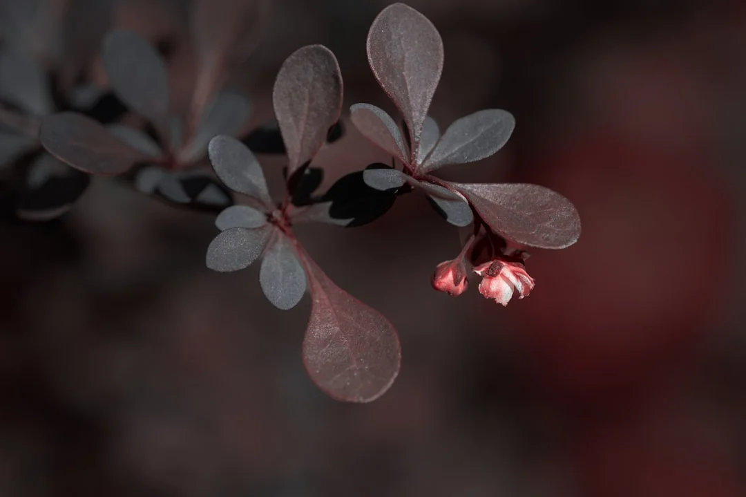 significado de sangrado abundante en sueños ¿Qué significa soñar con sangrado abundante? chinese metaphysics illustration zen style