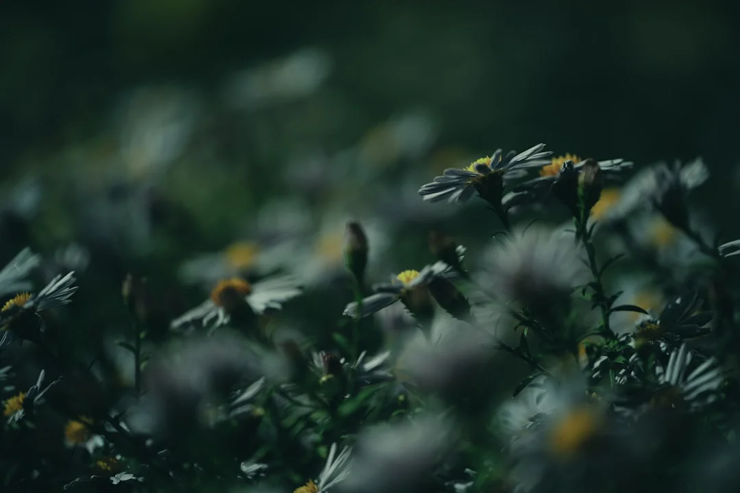 soñar con gatitos ¿Qué significa soñar con gatitos? chinese metaphysics illustration abstract energy